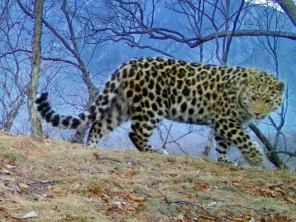 Приморский леопард фото Леопарда в Приморье назвали в честь древнеримской богини удачи: Новости