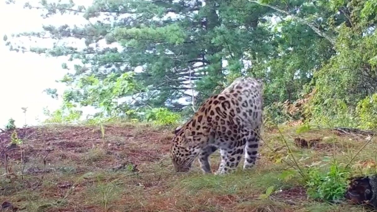 Приморский леопард фото Леопарда-альбиноса обнаружили в Приморье Восток-Медиа Дзен