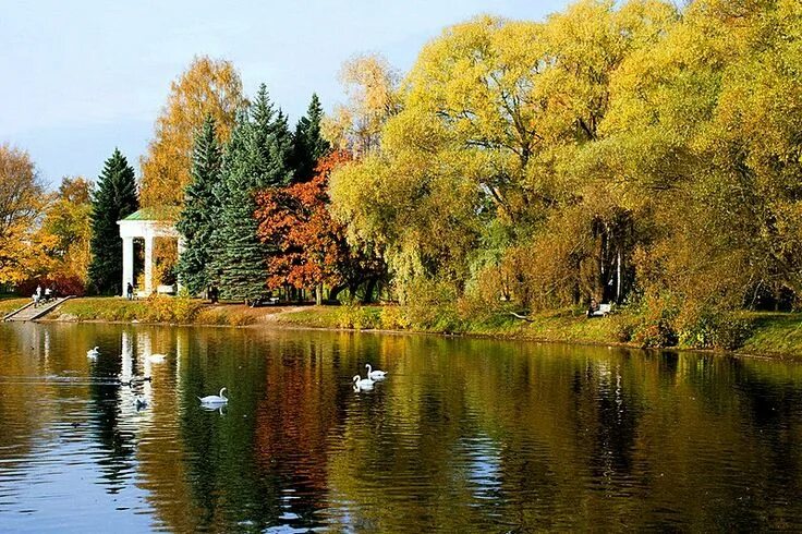 Приморский парк санкт петербург фото Scenic Swan Pond at Primorskiy Victory Park