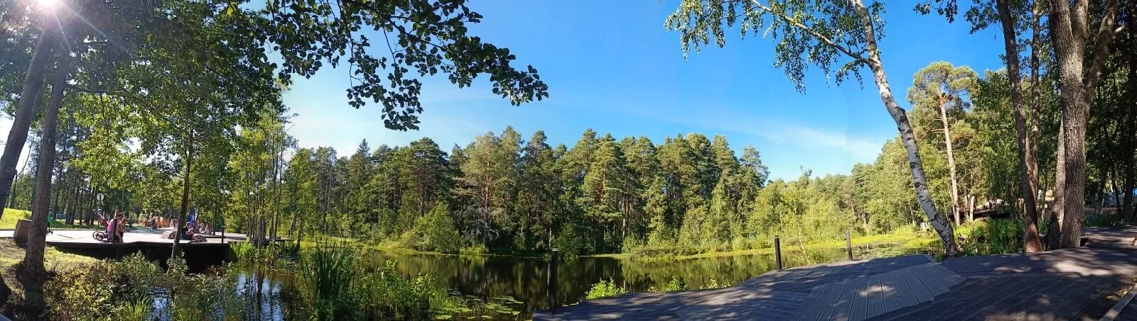 Приморский парк сосновый бор фото В Сосновом Бору появились необычные розовые кувшинки Новости Интернет-магазин ор