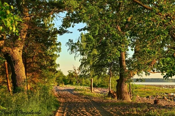 Приморский парк сосновый бор фото ленинградская область Берег Финского залива Louder than words ВКонтакте