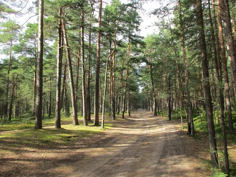 Приморский парк сосновый бор фото ленинградская область Краеведческая тропа пройдет вдоль древних дюн в Сосновом Бору / Маяк. Сосновый Б