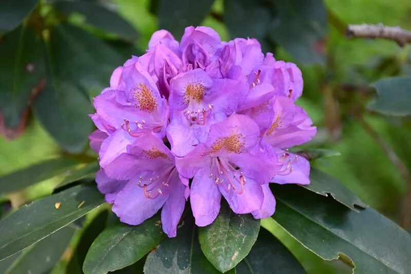 Приморский рододендрон фото Саженцы рододендрона грандифлорум (grandiflorum) купить в Москве по цене от 2900