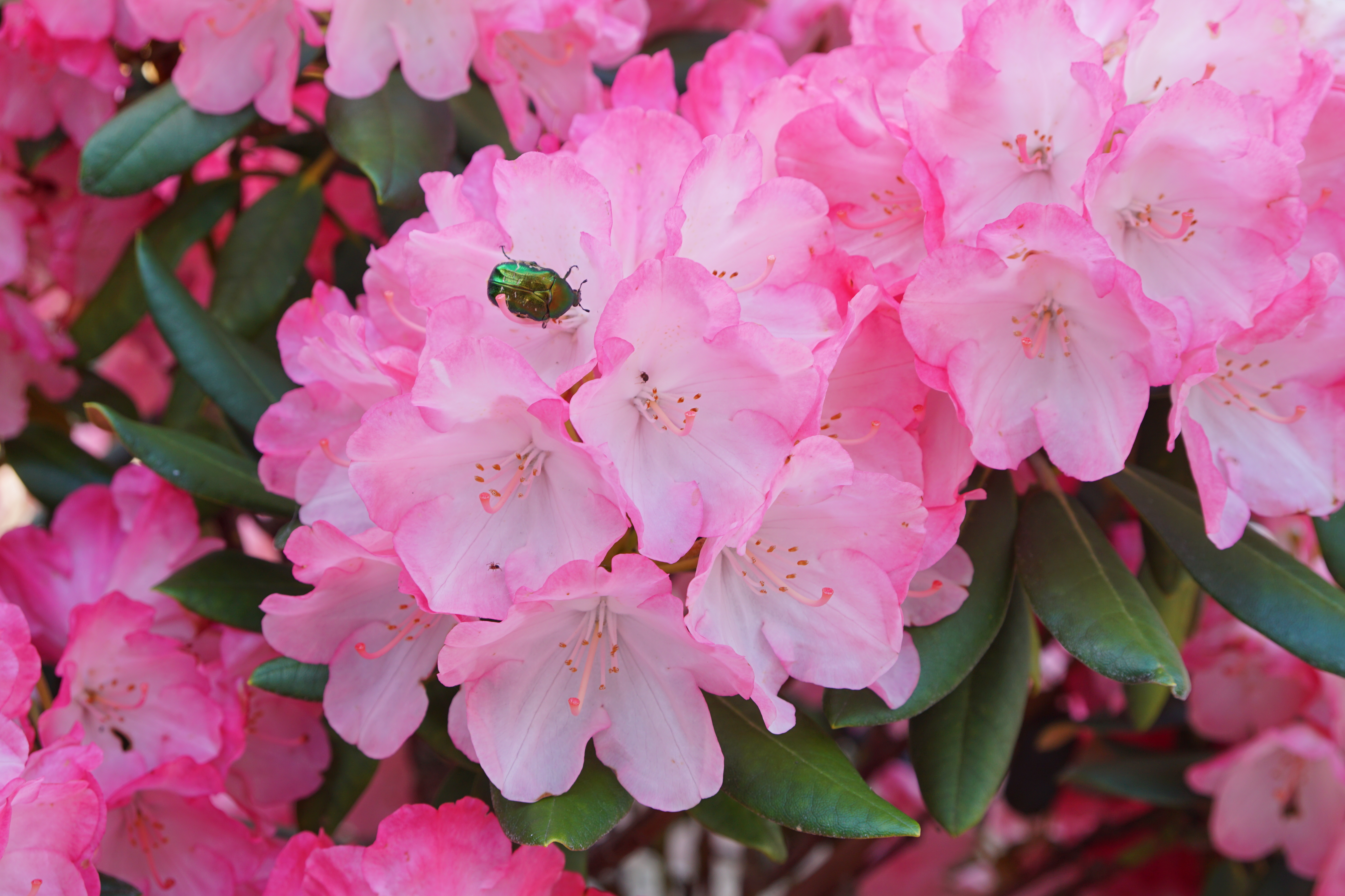 Приморский рододендрон фото File:Rhododendron in Blüte 02.jpg - Wikimedia Commons