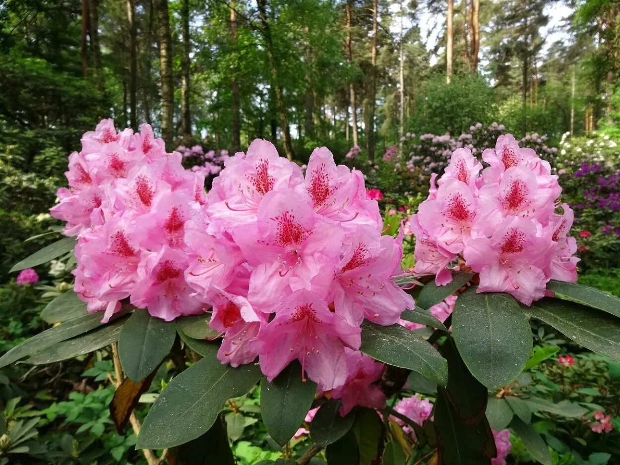 Приморский рододендрон фото Рододендрон Гадран: особенности и фото Зеленый рай Фотогалерея природы на dia-lo