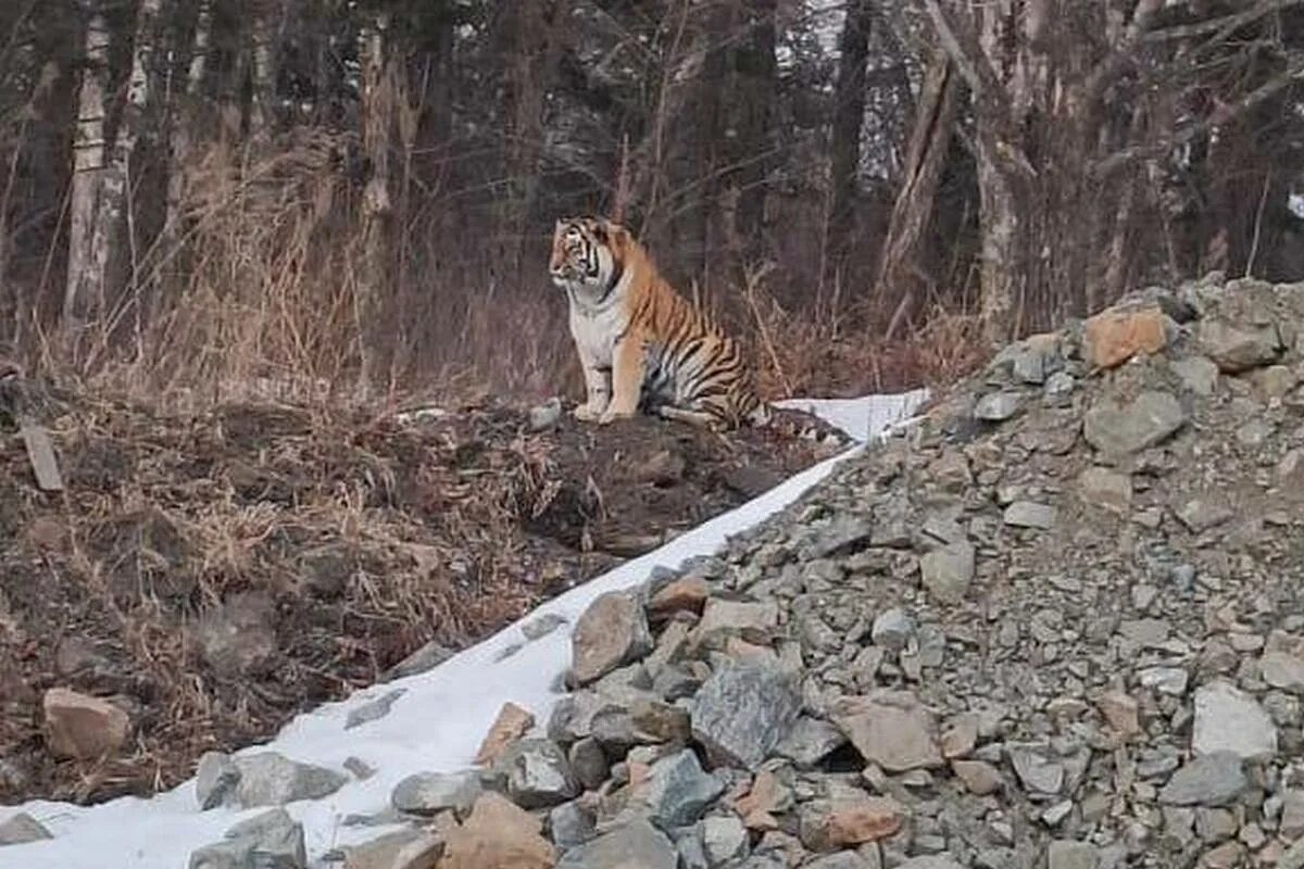 Приморский тигр фото Водитель снял тигра на Сергеевском перевале в Приморье - МК Владивосток