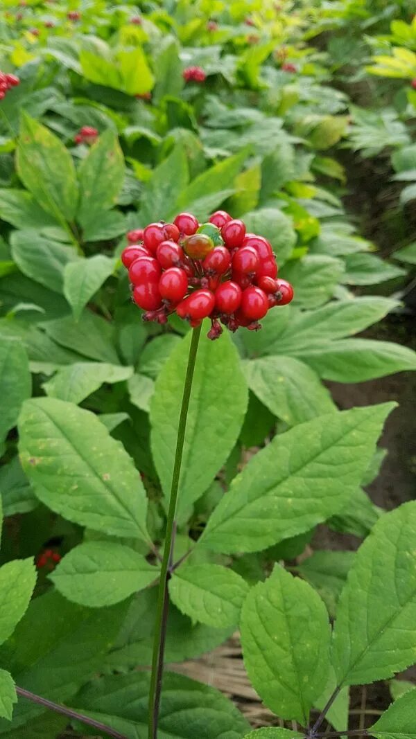 Приморский женьшень фото How to Grow Ginseng Ginseng plant, Small patio garden, Medicinal plants