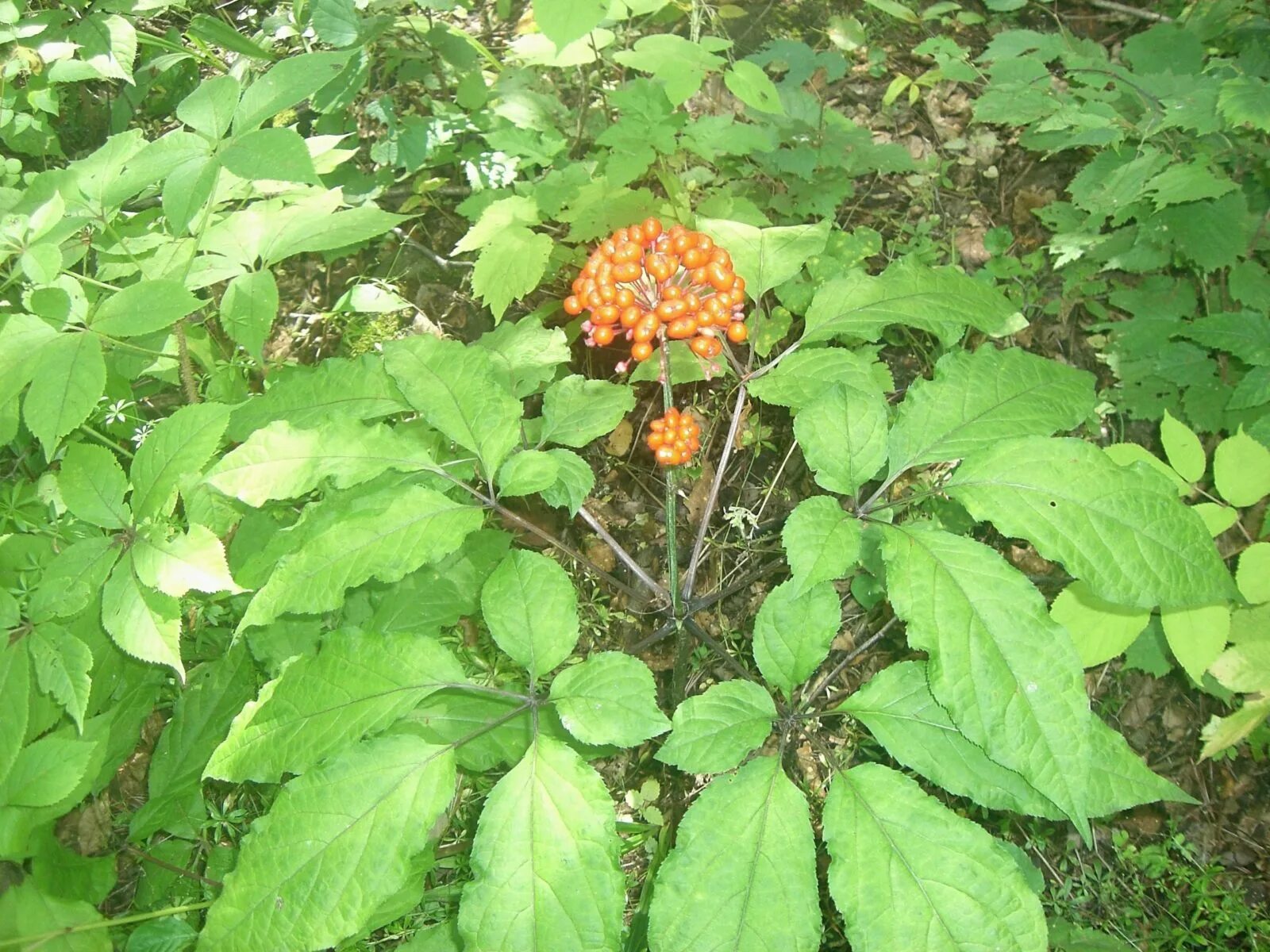 Приморский женьшень фото Выращивание женьшеня настоящего (Panax ginseng C.A. Mey) в естественной среде пр