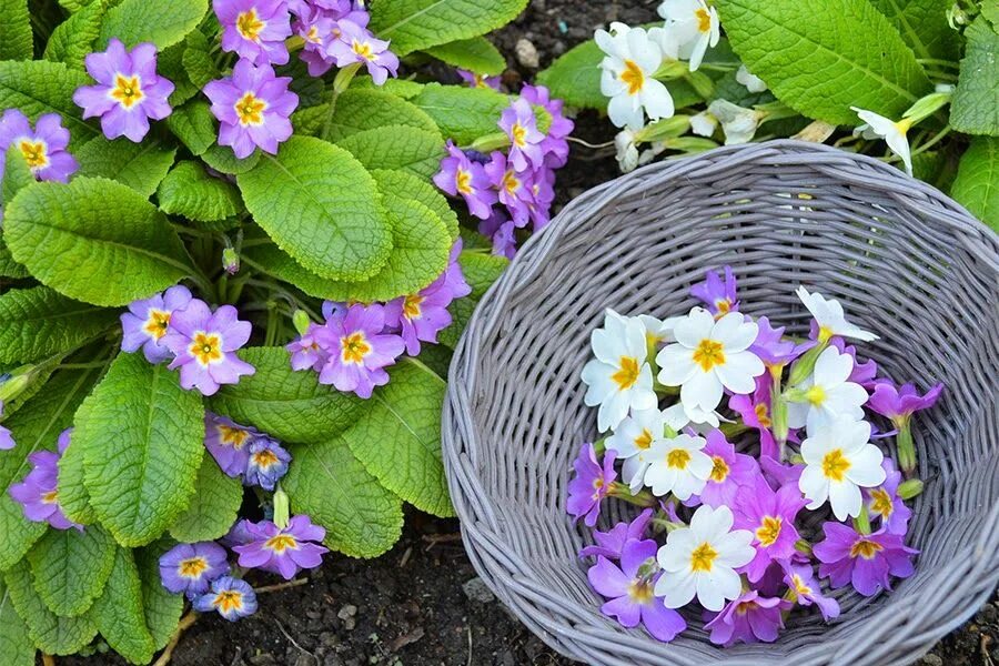 Примула домашняя уход фото How to Crystallize Edible Flowers for Beautiful Dessert Decorations Recipe Edibl