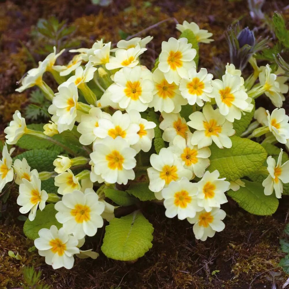 Примула фото садовая Primula vulgaris - Perennial & Biennial Seeds - Thompson & Morgan Primula, Flowe