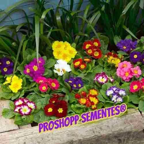 Примула фото садовая на клумбах Sementes Flor Primula Elatior Sortida Jardim Vaso Frtegratis Vasos de flores, To