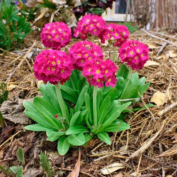 Примула фото садовая описание Примула Denticulata Rubra (Дентикулята Рубра) купить выгодно ✵ Сады-Эдема.рф - и