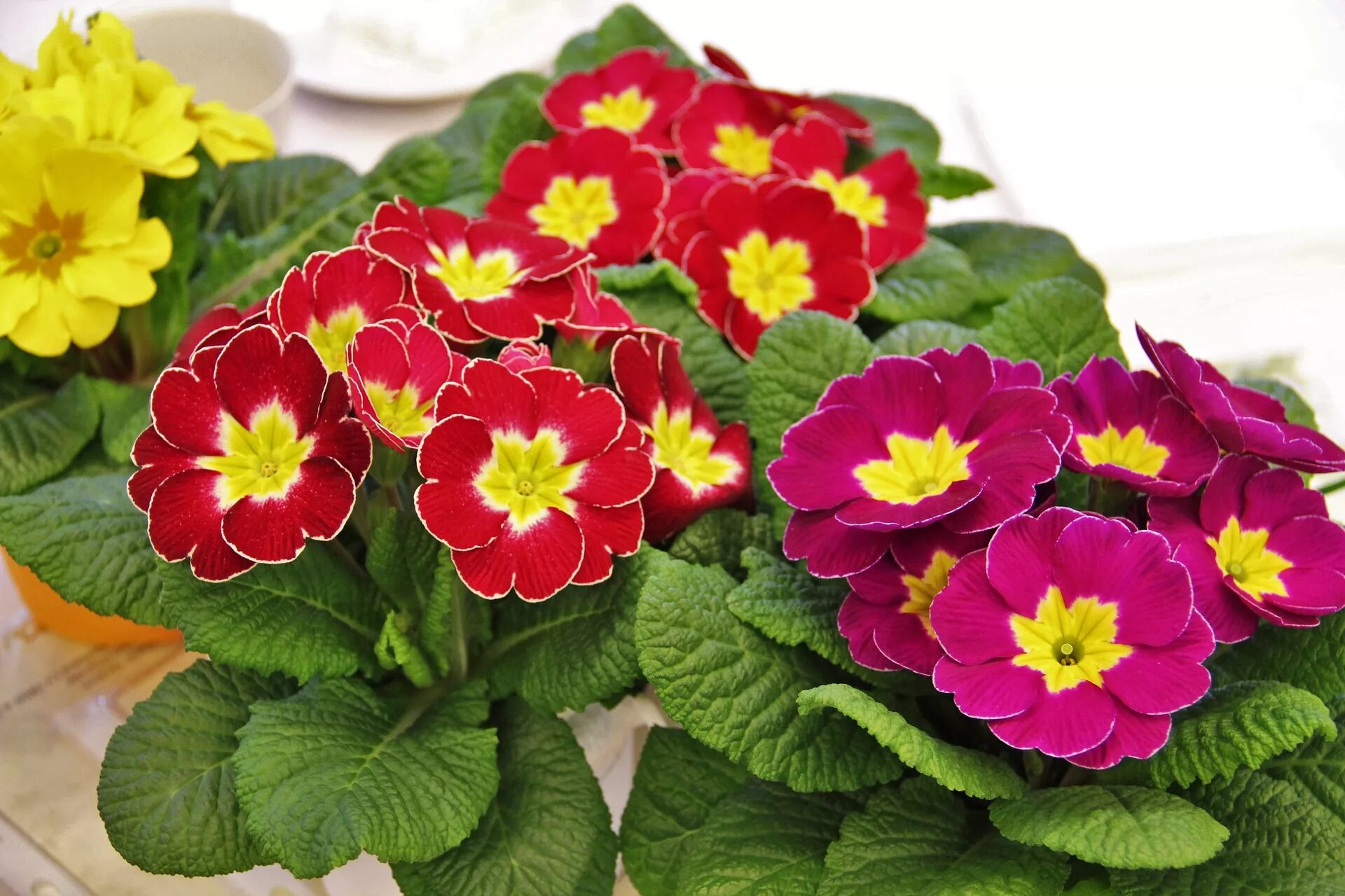 Примула фото цветов February Birth Flowers: Primrose and Violet What Do They Mean? The Old Farmer's 