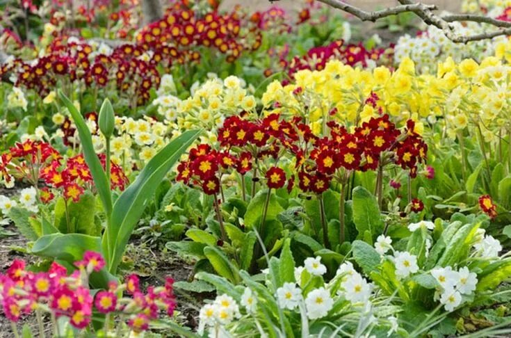 Примула клумба фото Primula / Primroses Primula, Fragrant plant, Primrose plant