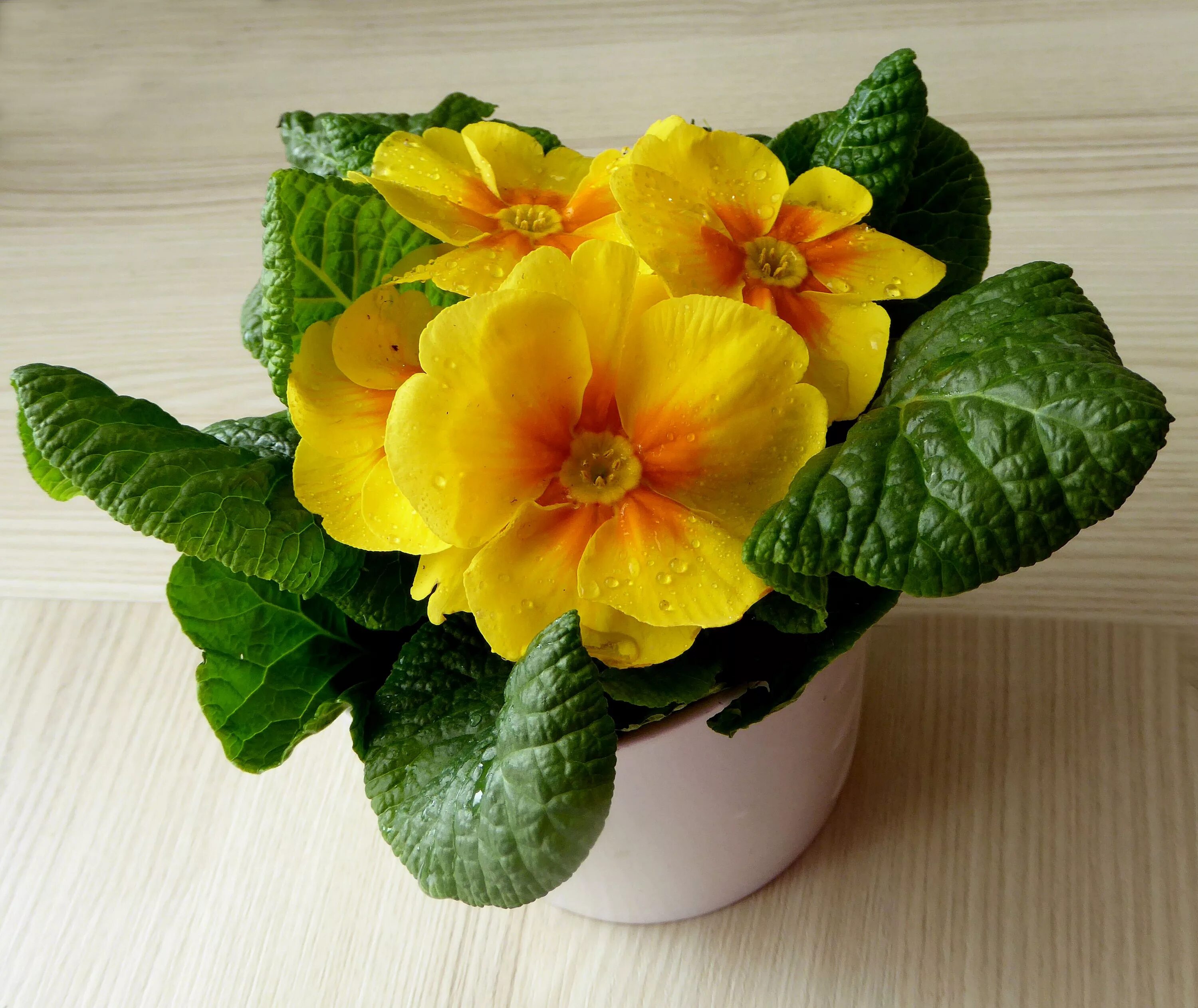 Примула комнатная фото Free Images : petal, yellow, close, primrose, floristry, drop of water, viola, p