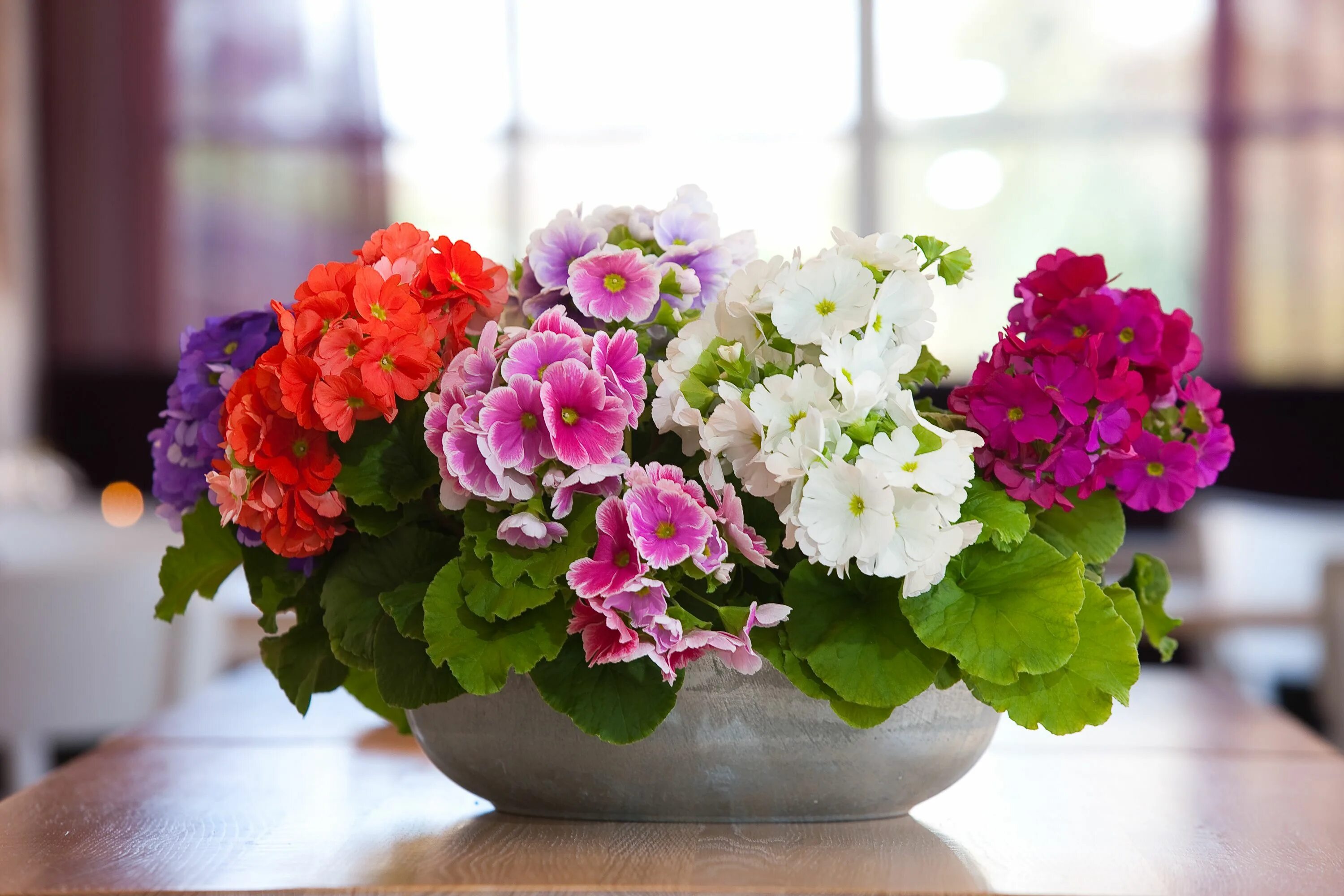 Примула комнатная фото уход в домашних a bunch of spring on the table Primula, Flowers, Floral wreath