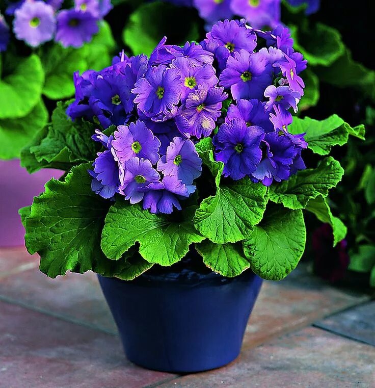 Примула комнатная фото уход в домашних Primula obconica Embrace Deep Blue Geranium plant, Perennial plants, Plants