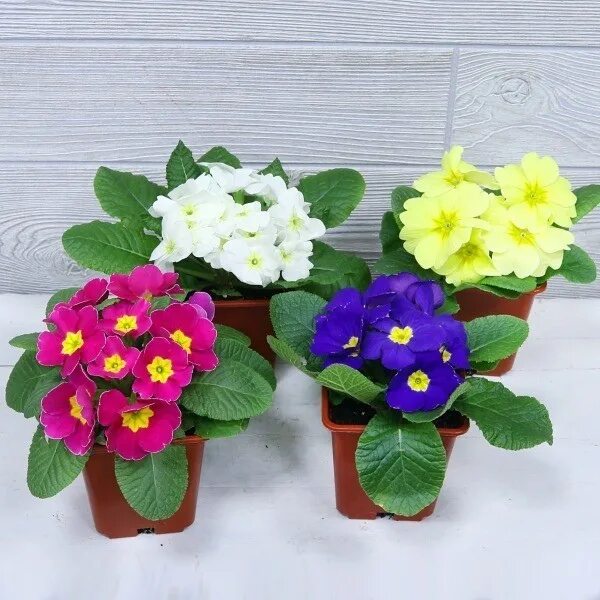 Купить Семена Примула бесстебельная Primula acaulis Pioneer F1 bicolour mixture 