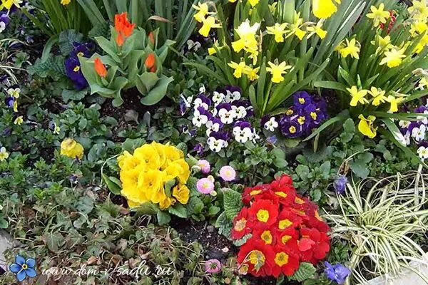 Примула многолетняя на клумбе фото первые весенние цветы в саду Flowers, Growing gardens, Flower garden