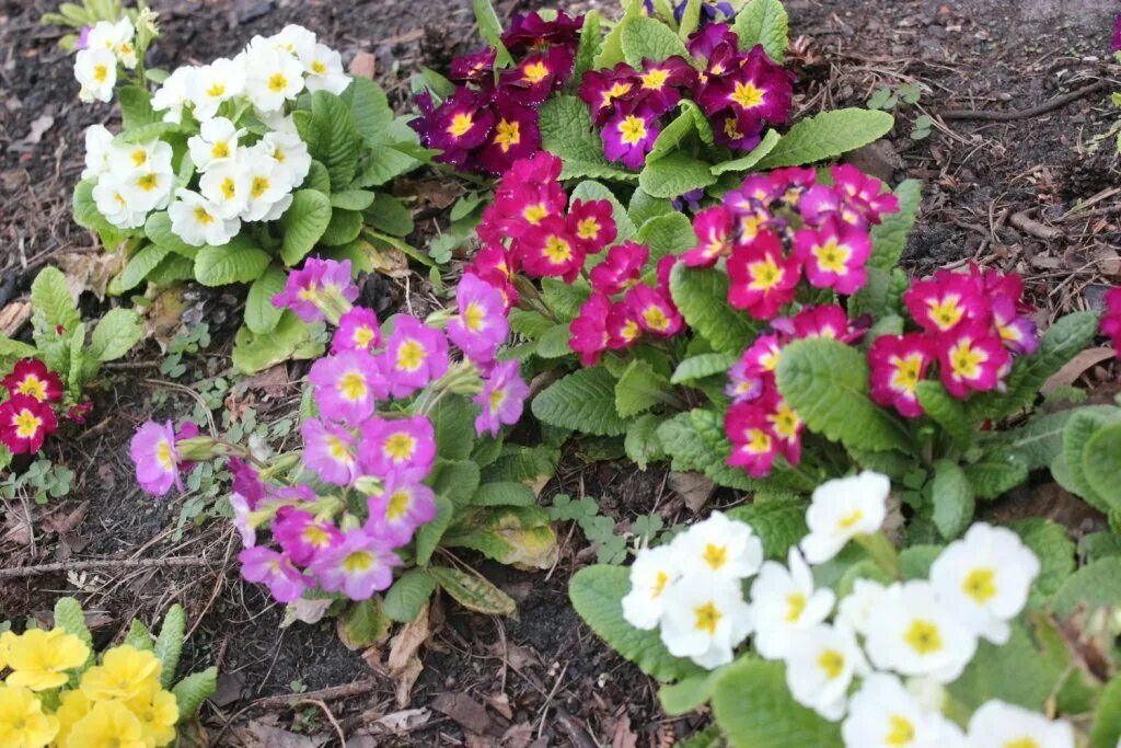 Примула многолетняя на клумбе фото Perennial garden primrose: photo of garden design, planting and care in a flower