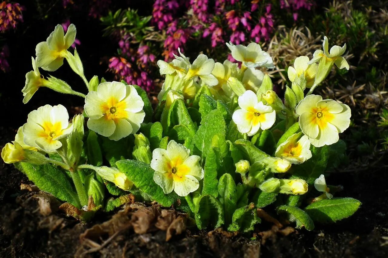 Примула многолетняя посадка фото Flower Primrose Spring - Free photo on Pixabay Primula, Flowers, Spring nature