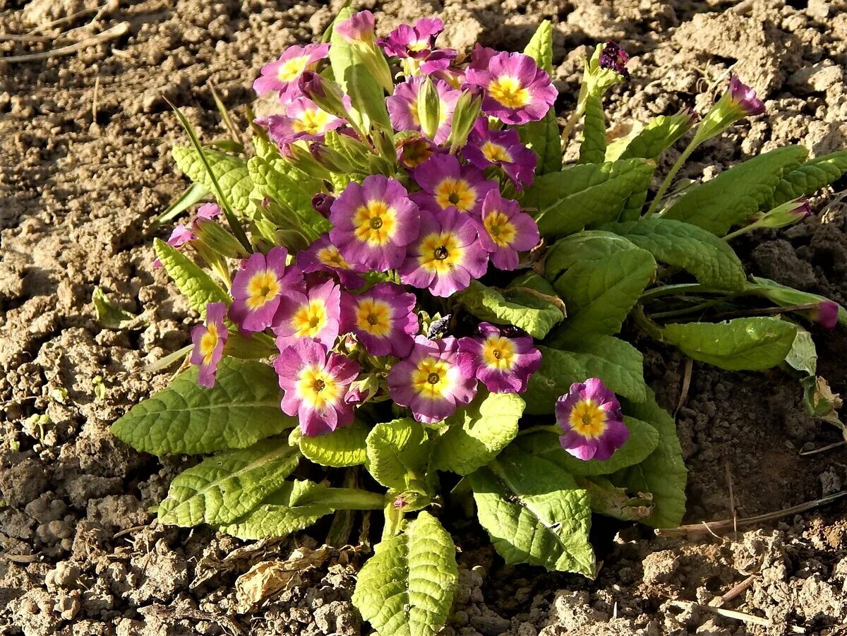 Примула многолетняя посадка и уход фото 10 примул, которые первыми зацвели на моём участке. В окружении цветов. Дзен