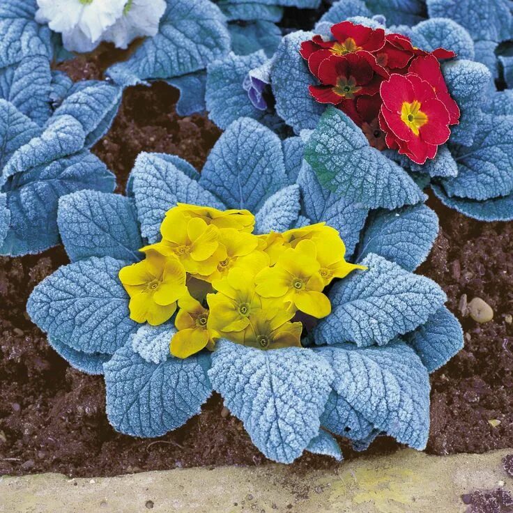 Примула многолетняя садовая фото уход Primula Arctic Blue Растения для ограждения, Идеи посадки растений, Цветы