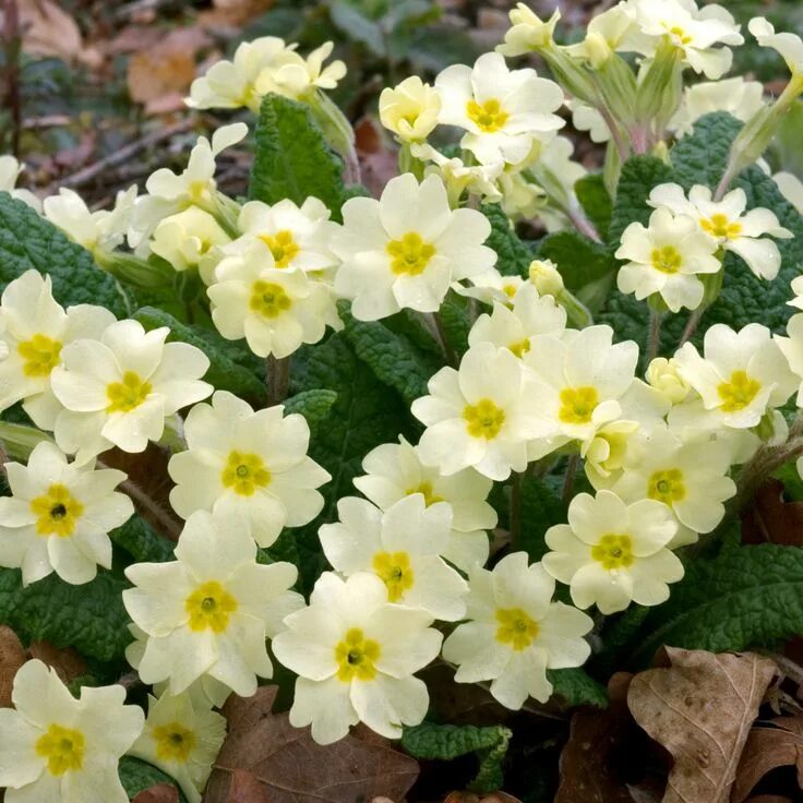 Примула многолетняя садовая сорта фото Primula vulgaris - Primrose - Dobbies Garden Centres Primula, Lily flower, Flowe