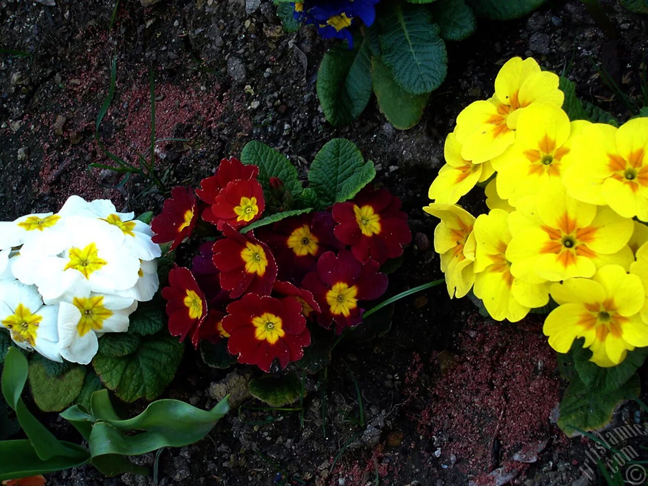 Примула многолетняя садовая сорта фото A primrose flower photo.