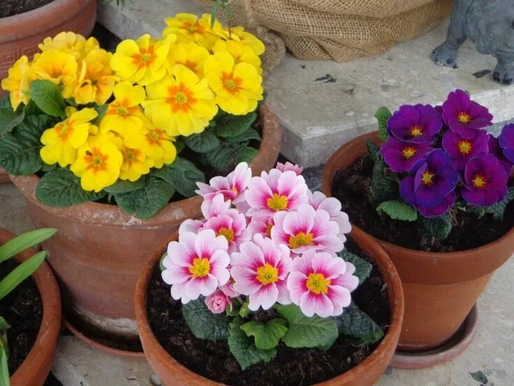 Примула садовая фото и уход Growing Annuals in Pots: Follow These Tips for Beautiful Flowers Gardening for b