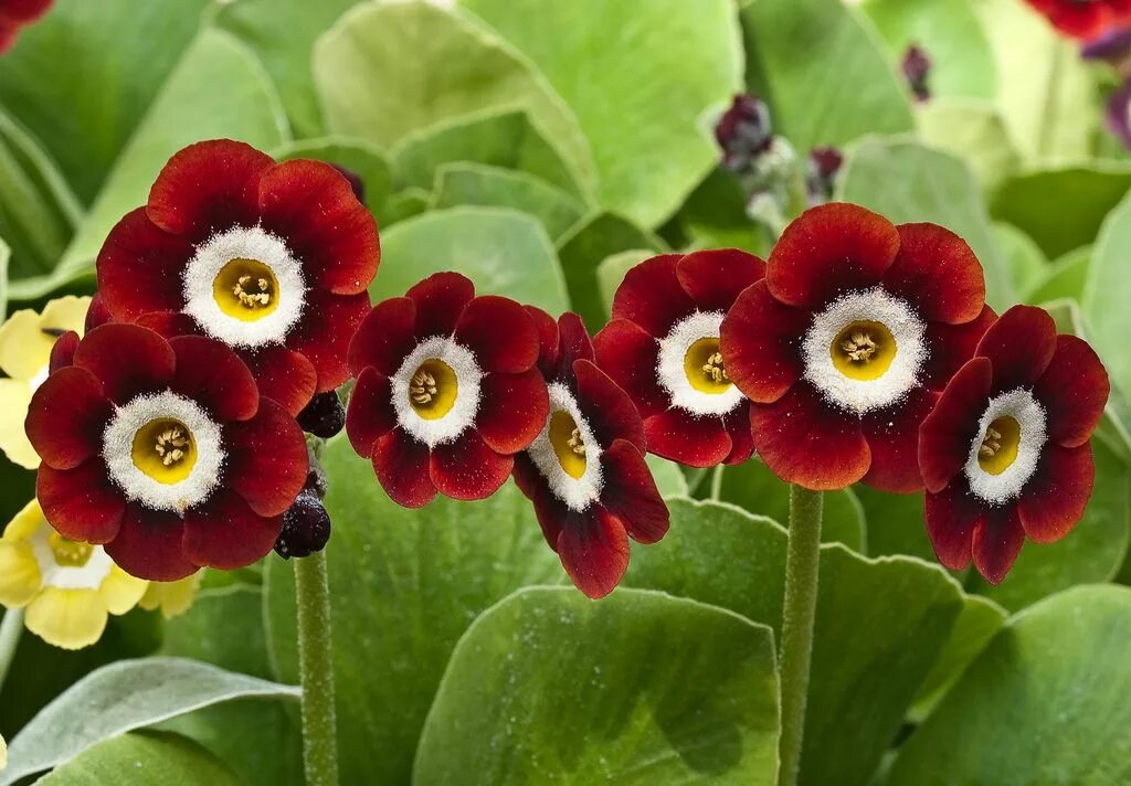 Примула цветок садовый описание фото Pin on primula auricula