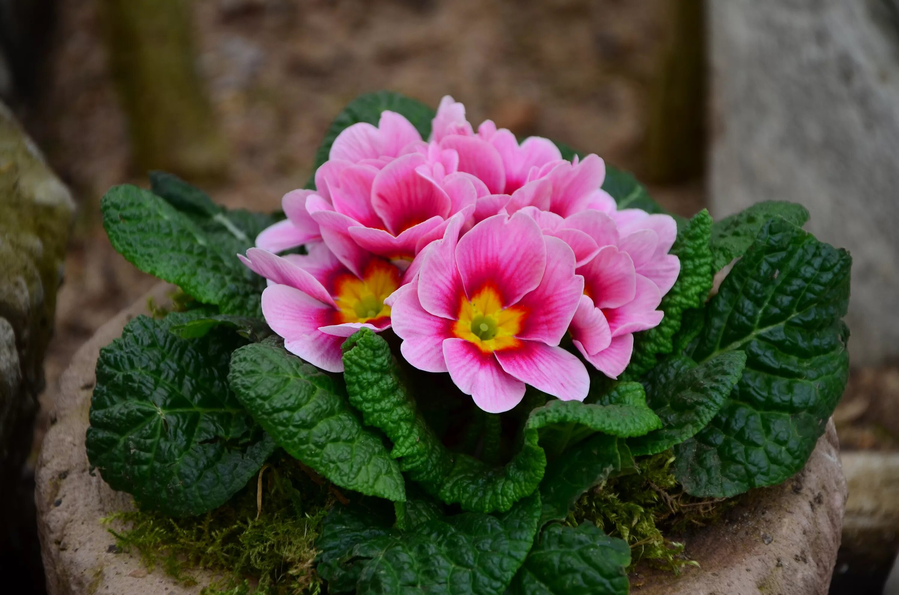 Примула цветок садовый описание фото Free Images : flower, petal, spring, botany, garden, pink, flora, primrose, cycl