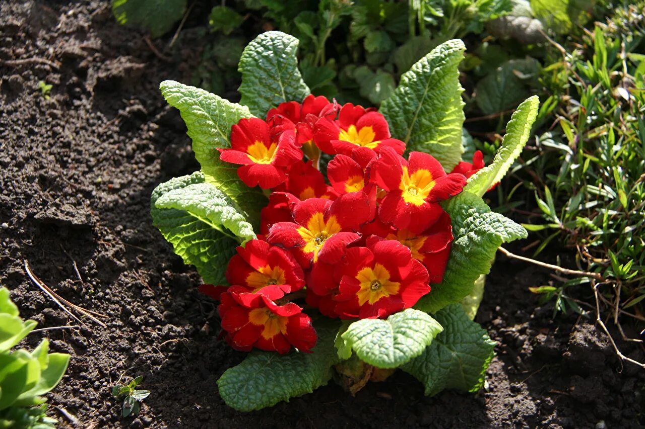 Примула цветок садовый описание фото Image Leaf Red flower Primula