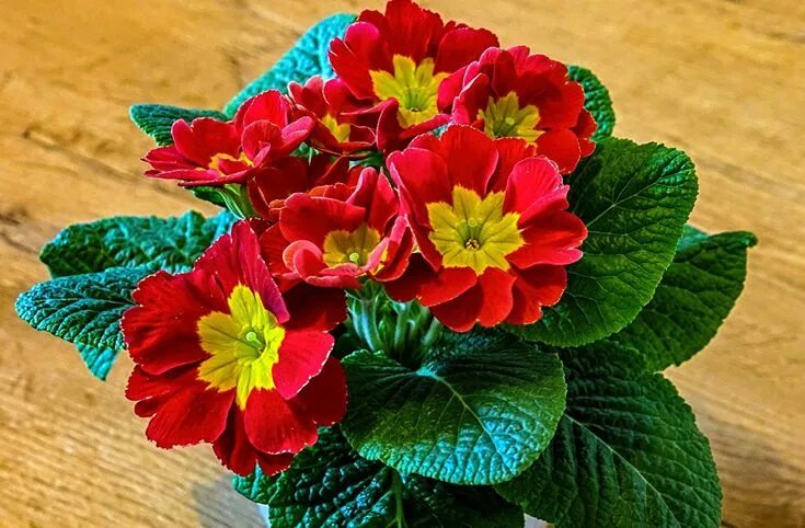 Примула уход в домашних условиях фото Pin by Zeynel Sezgin on Flowers Flowers, Primula, Wallpaper