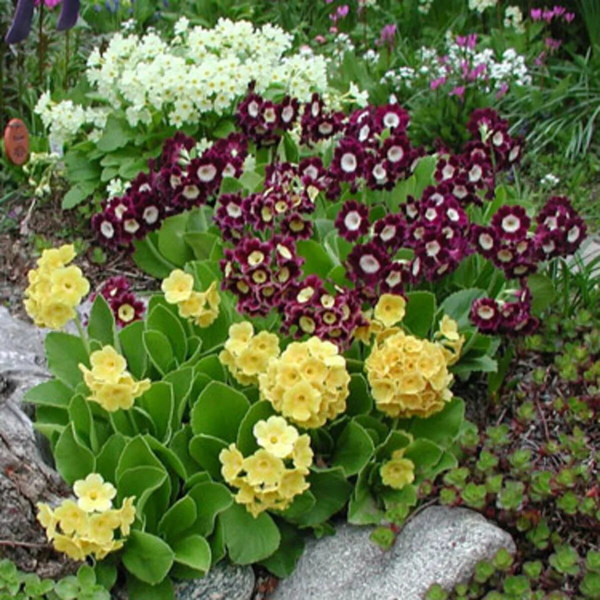 Примула в ландшафтном дизайне фото Primrose - Horticulture