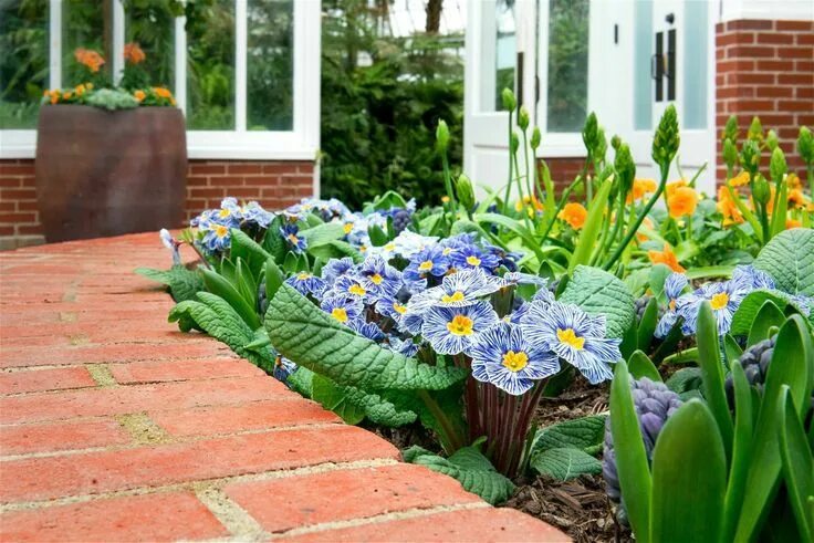 Примула в ландшафтном дизайне фото blue zebra primrose - Pesquisa Google Flower show, Phipps conservatory, Spring f