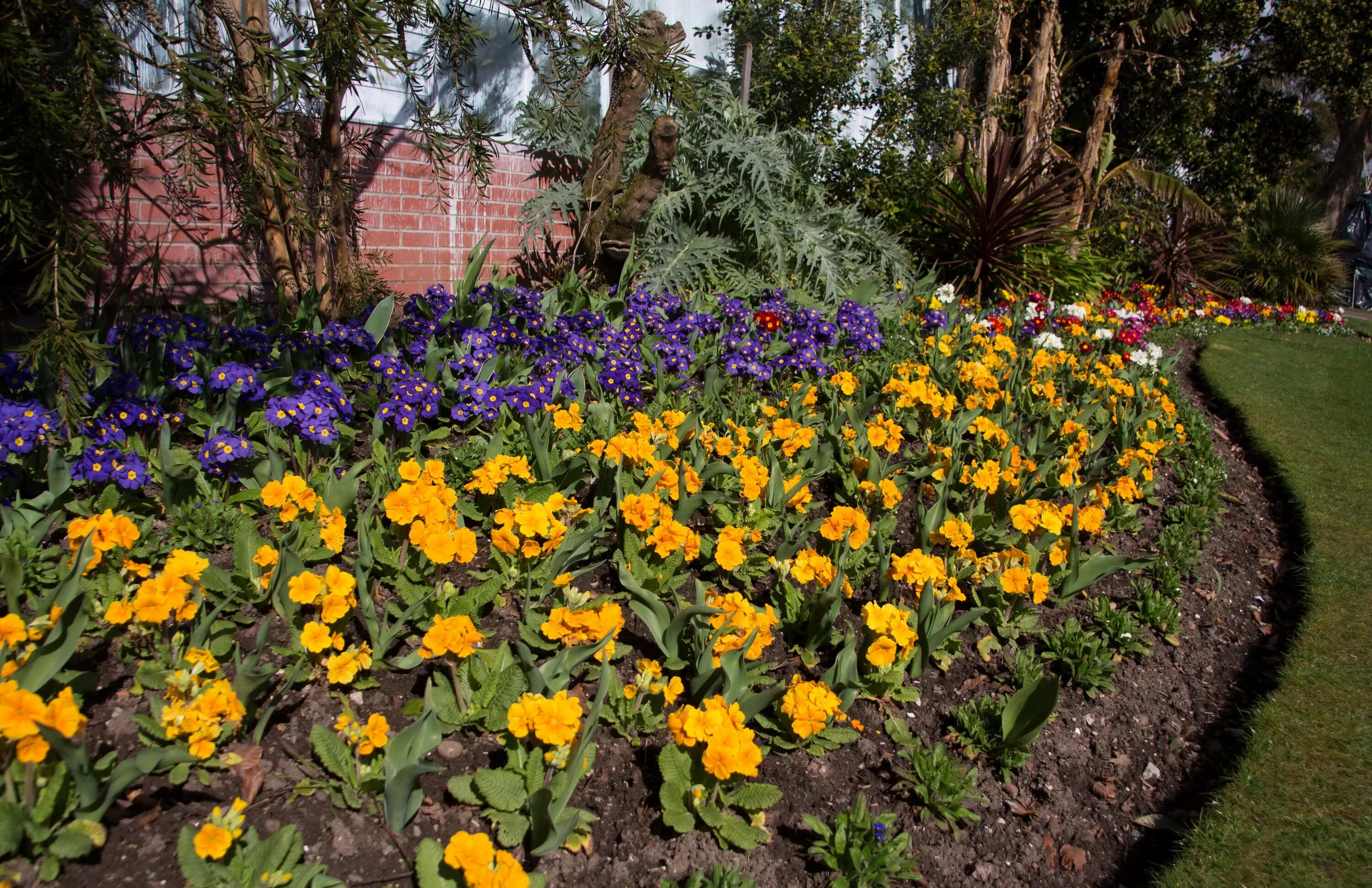 Примула в ландшафтном дизайне сада фото Фотография Природа Великобритания Swansea Botanic Gardens 4200x2720