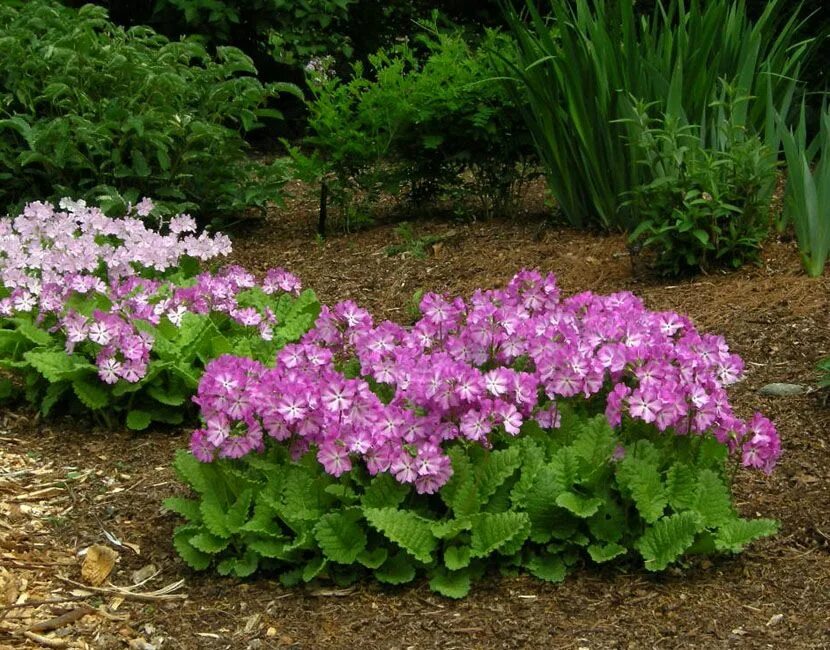 Примула в саду фото Pin on Gardening