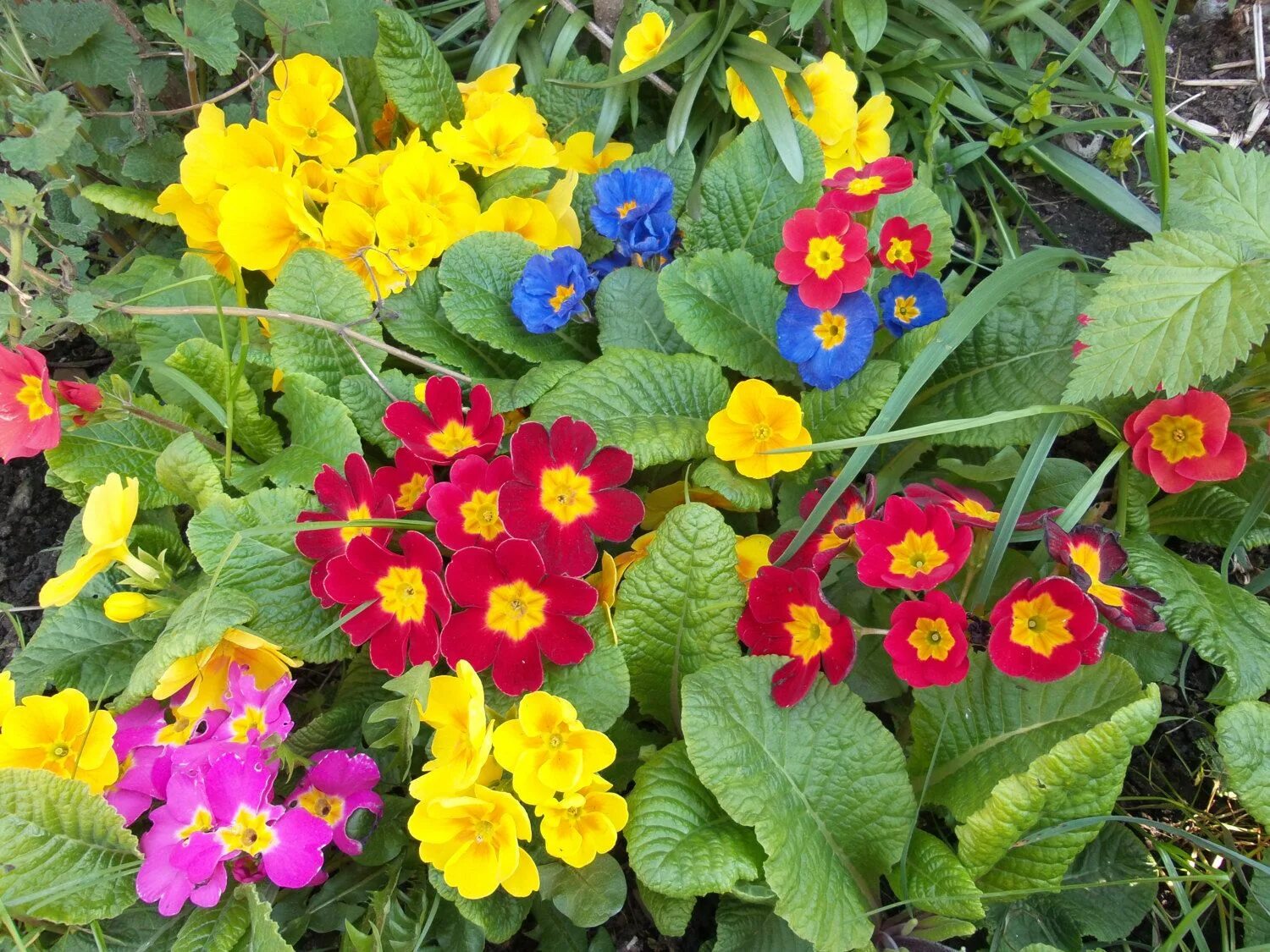 Примула в саду фото PRIMROSE PRIMULA WINTER bedding perennial border hanging basket / bedding /borde