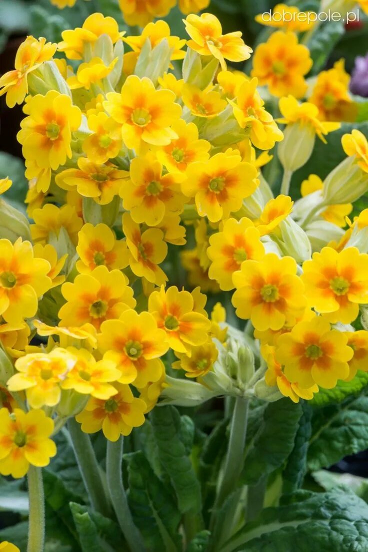 Примула желтая фото Cowslip Primrose Yellow 100 seeds Small yellow flowers, Yellow flowers, Yellow p