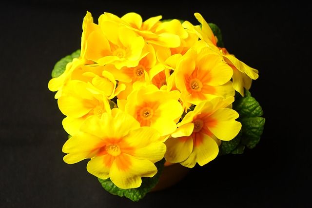 Примула желтая фото Free Image on Pixabay - Primrose, Primula, Blossom, Bloom Primula, Bloom, Stock 