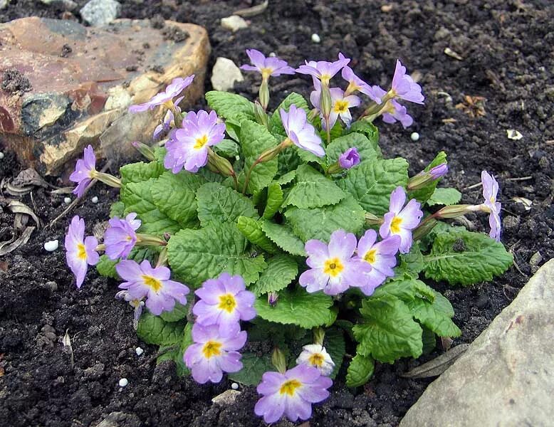 Примулы посадка и уход фото Секция Примула (Primula)