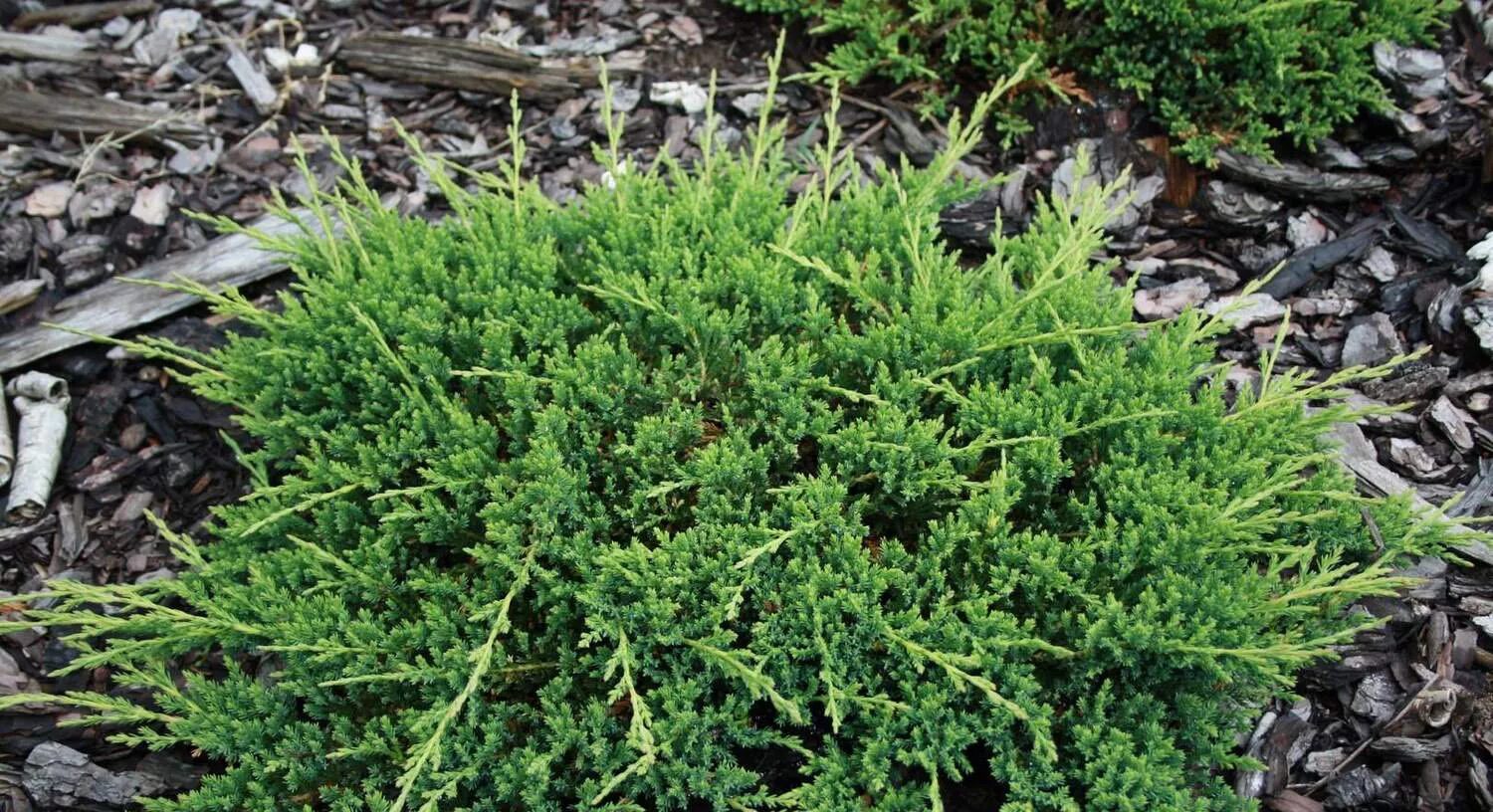 Принц уэльский можжевельник описание и фото отзывы Juniperus horizontalis 'Prince of Wales' Питомник Тайга