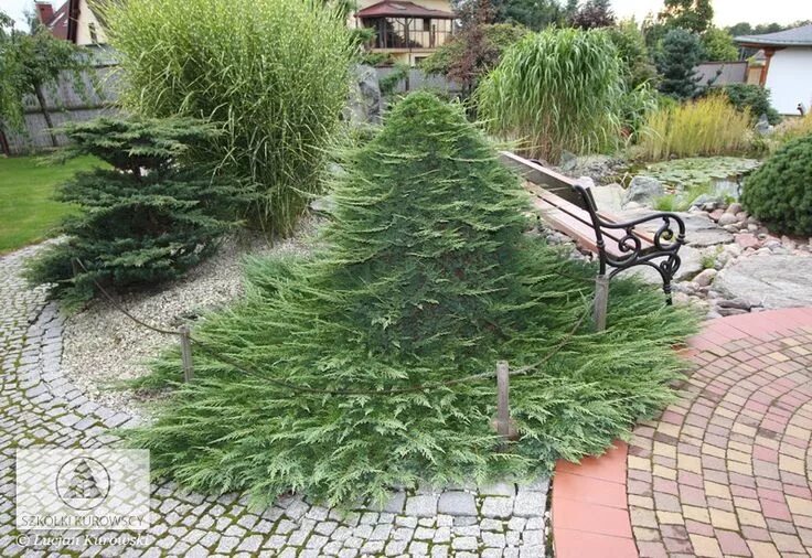 Принц уэльский можжевельник в ландшафтном дизайне Juniperus horizontalis 'Prince of Wales' - Juniper, 'Prince of Wales' Creeping j