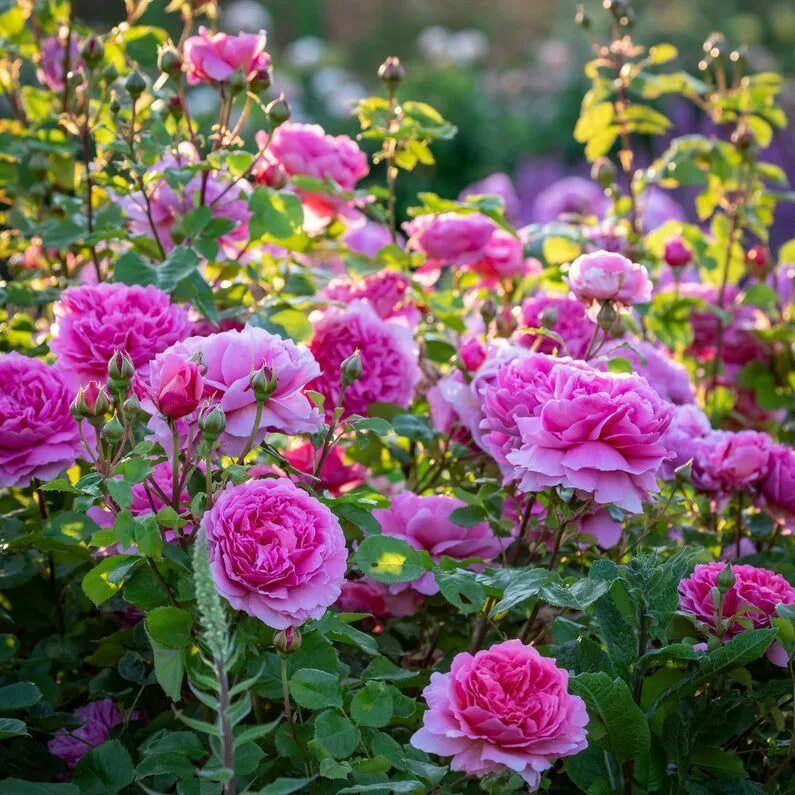 Принцесса александра фото и описание Princess Alexandra of Kent ™ David austin roses, Roses for shade, Princess alexa