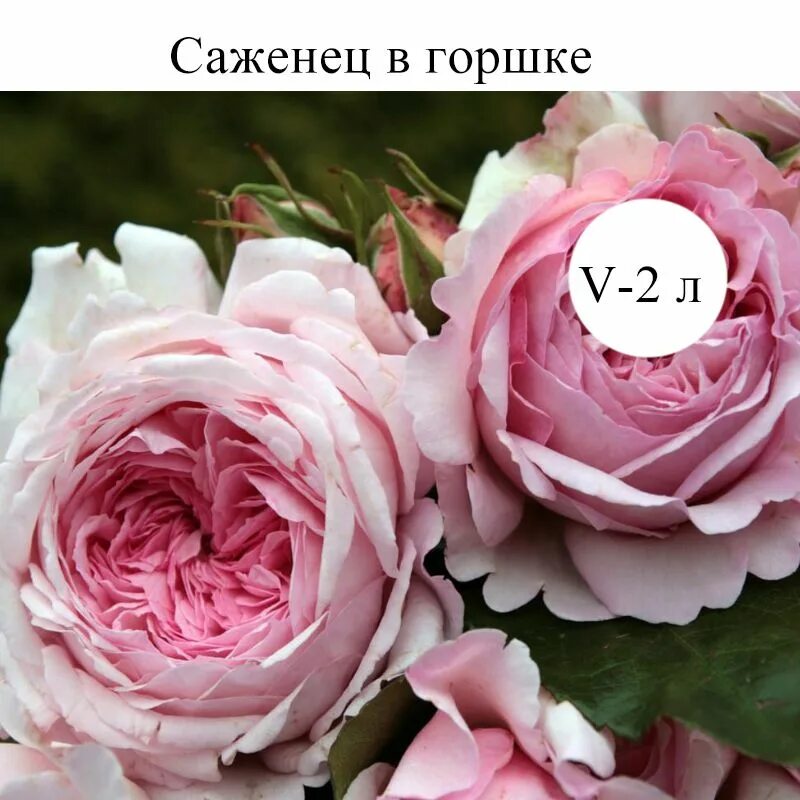 Принцесса александра фото и описание Роза парковая Александра - Принцесса Люксембургская V-2 ltr, саженец в горшке 1 