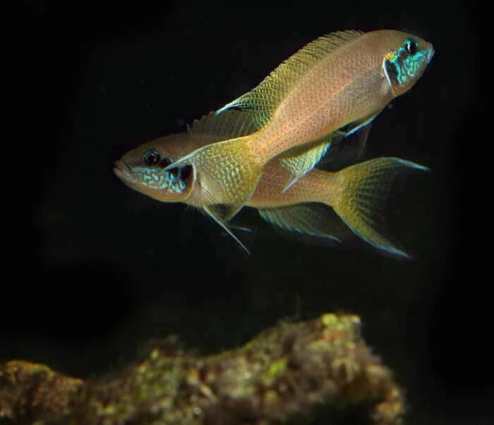 Принцесса бурунди аквариумная рыбка фото The Princess of Burundi (Neolamprologus brichardi) Цихлиды, Аквариумная рыбка, А