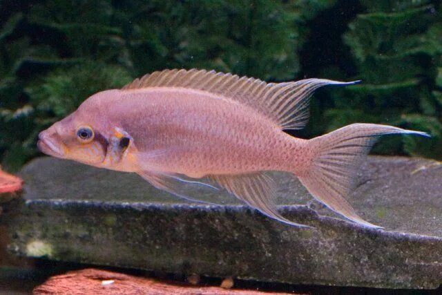 Принцесса бурунди рыбка фото Brichardi Cichlid Aquarium fish, Cichlids, Tropical aquarium