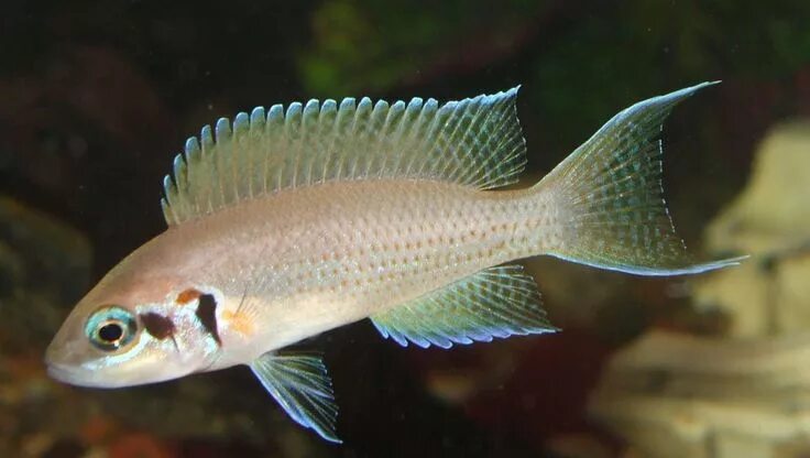 Принцесса бурунди рыбка фото Brichardi Cichlid (Neolamprologus Brichardi), also called "Princess of Burundi".