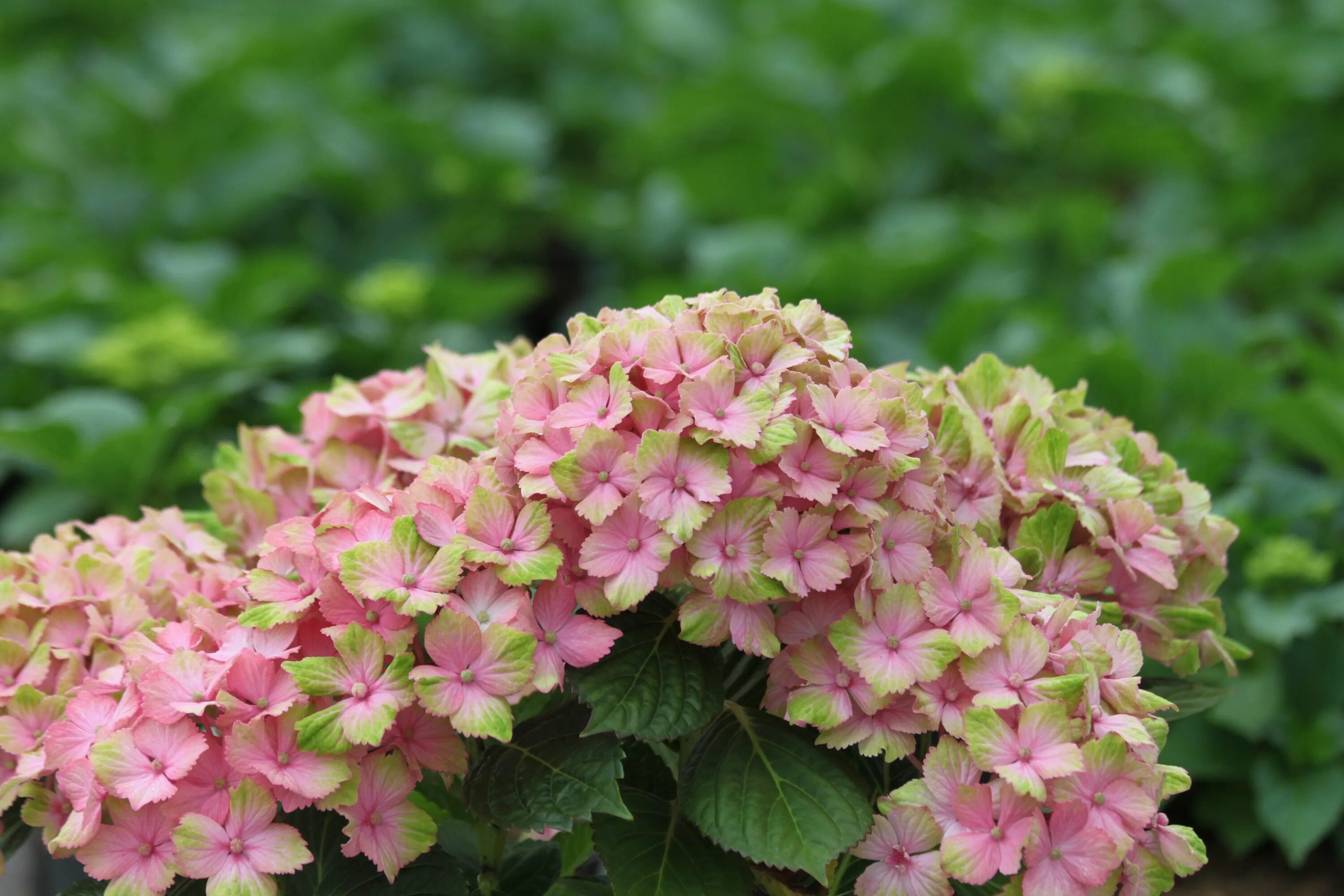 Принцесса диана гортензия крупнолистная фото и описание Hortensias Bloemplanten, Hortensia tuin, Hortensia